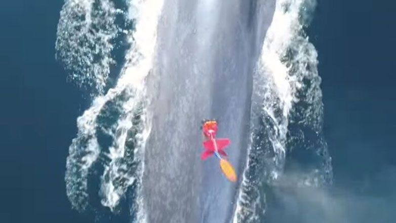 Τα drones στην υπηρεσία παρακολούθησης των φαλαινών!