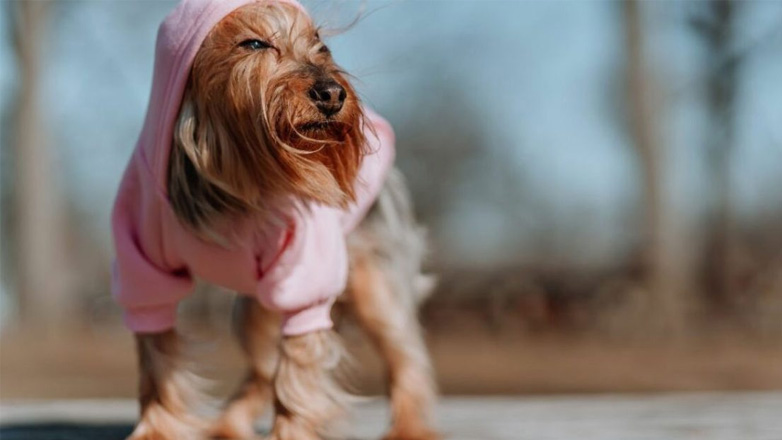 Έχετε υπέρβαρο σκύλο; Τι να κάνετε για απώλεια βάρους