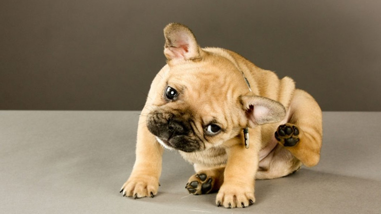 Πώς να αντιμετωπίσετε αποτελεσματικά τη φαγούρα του σκύλου