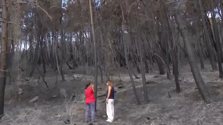 Δαδιά: Τεράστια η οικολογική καταστροφή στο δάσος–καταφύγιο του μαυρόγυπα από τις πυρκαγιές