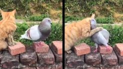 Η γάτα και το περιστέρι