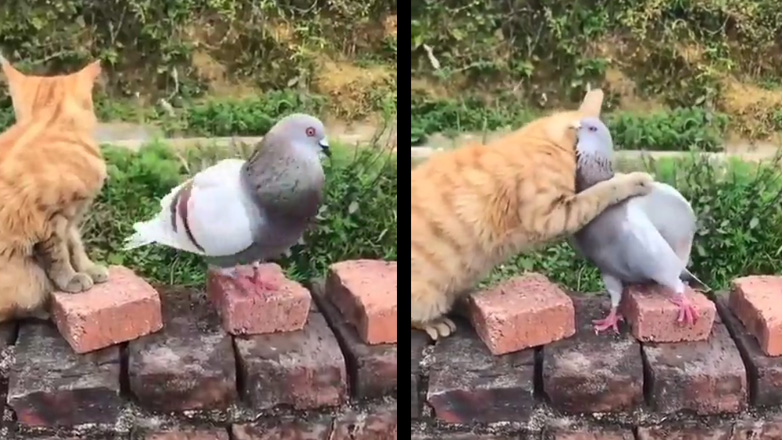 Η γάτα και το περιστέρι