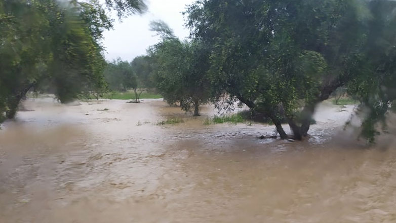 Daniel: Σάρωσε ελιές, καλαμπόκια και βαμβάκια