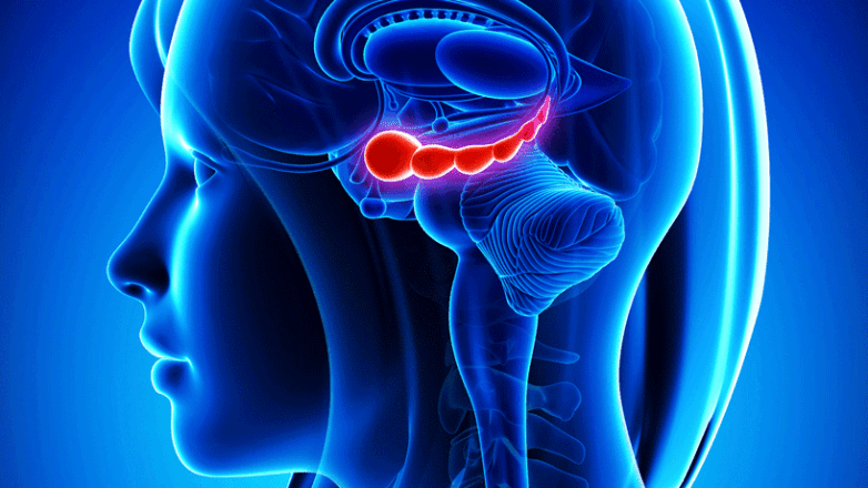 Πώς ο εγκέφαλος είναι συνδεδεμένος για συλλογική συμπεριφορά