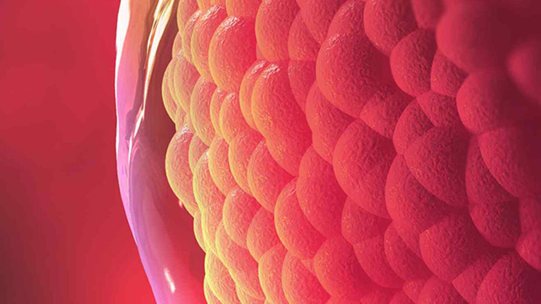 Τι είναι η ωοθυλακική φάση;