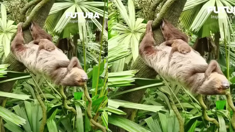 Βραδύπους κοιμάται στον αέρα