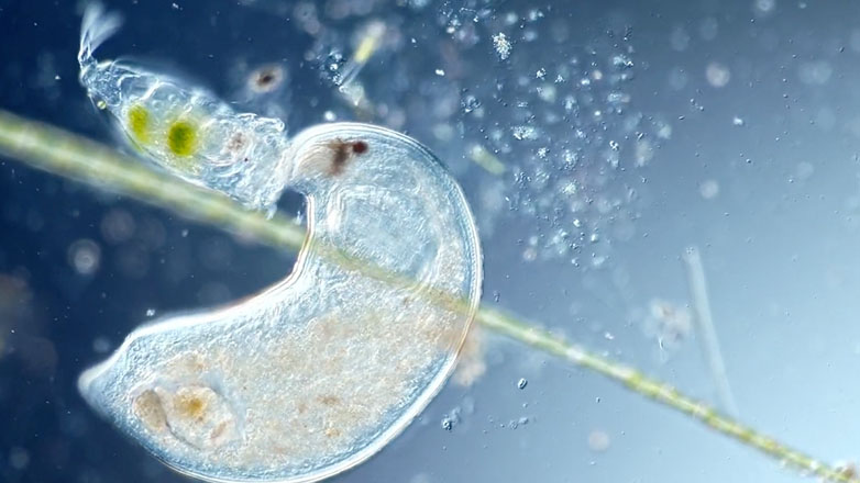 Πλατυέλμινθας καταβροχθίζει ένα τροχοφόρο