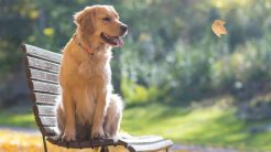 Σκύλος: Πώς να φροντίσετε τον τετράποδο φίλο σας το φθινόπωρο