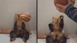 Αρκούδα παίζει μπάσκετ στο σπίτι