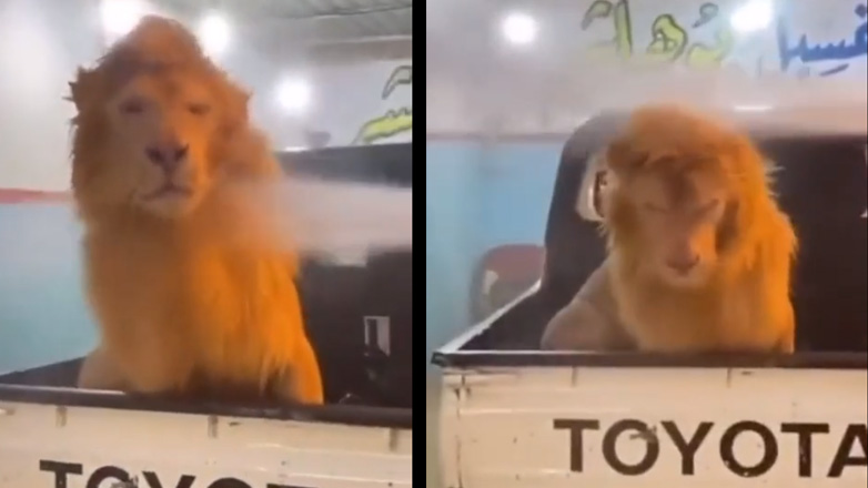 Λιοντάρι κάνει μπάνιο