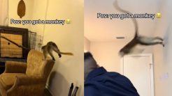 Δεν είναι εύκολο να συγκατοικείς με μια μαϊμού