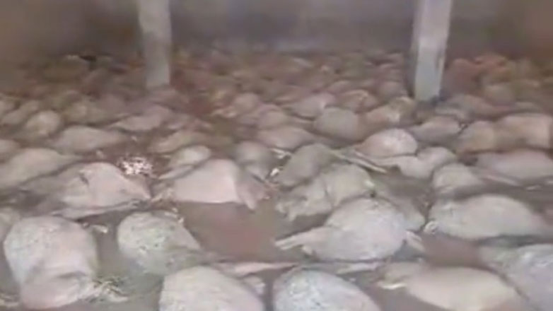 Σκληρές εικόνες: Δεκάδες ζώα κείτονται νεκρά σε πλημμυρισμένο μαντρί