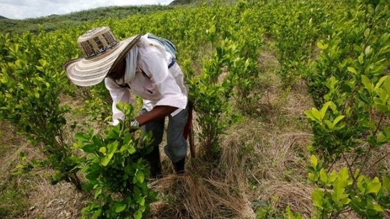 OHE: Νέα ρεκόρ των καλλιεργειών κόκας και της παραγωγής κοκαΐνης κατέγραψε η Κολομβία το 2022
