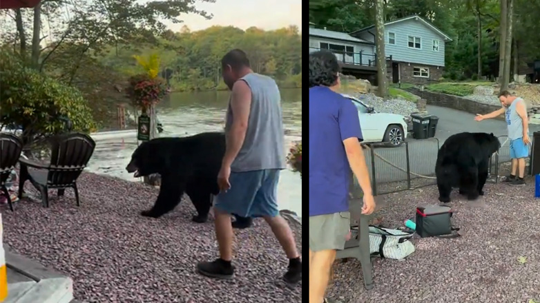 Άνδρας ζητά ευγενικά από μια αρκούδα να φύγει