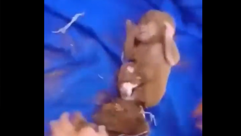 Μαρόκο – Συγκλονιστικό βίντεο: Βρήκαν νεογέννητο στα συντρίμμια