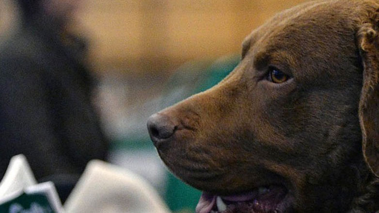 ΗΠΑ: Οι περισσότεροι ιδιοκτήτες σκύλων διστάζουν να εμβολιάσουν τα κατοικίδιά τους