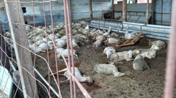 «Όσα ζώα σώθηκαν από πνιγμό θα πεθάνουν από ασιτία τις επόμενες ημέρες», λένε κτηνοτρόφοι στην Θεσσαλία