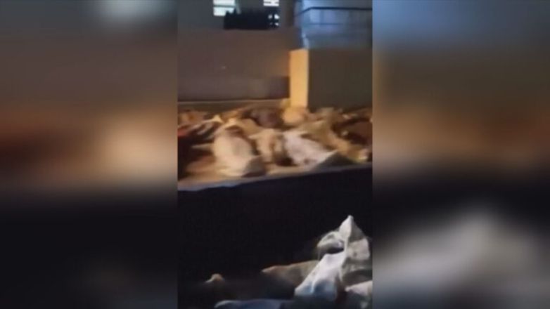 Βίντεο – ντοκουμέντο: Πτώματα κείτονται στους δρόμους της κατεστραμμένης από τις πλημμύρες Ντέρνα