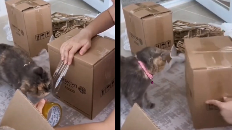 Βοηθός στο πακετάρισμα