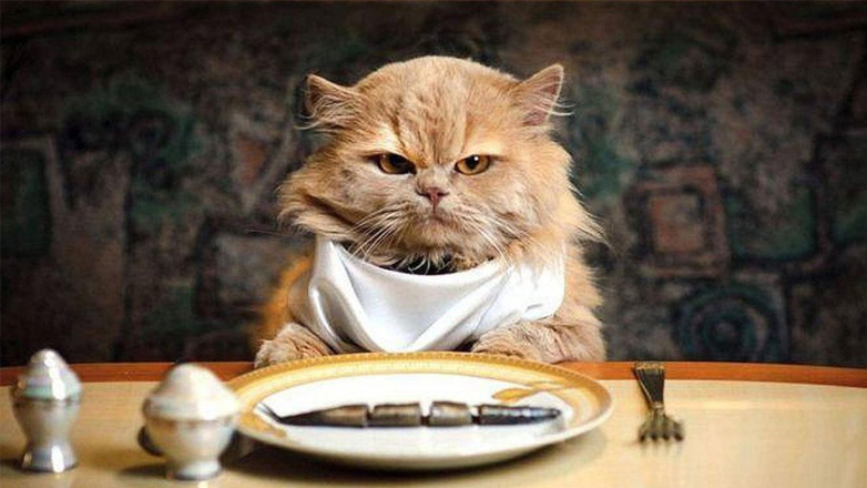 Γάτα: Μους κοτόπουλου με τόνο για τον τετράποδο φίλο μας