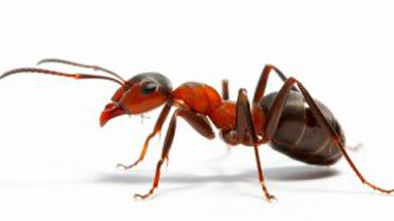 Συναγερμός για το κόκκινο μυρμήγκι – Έφτασε στην Ευρώπη