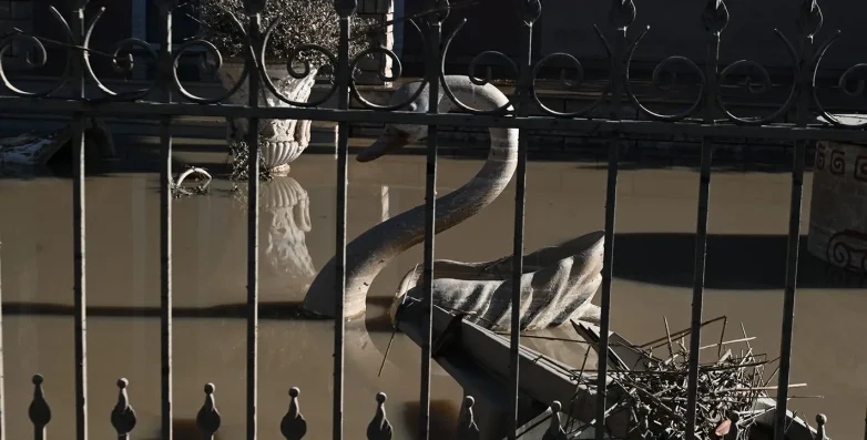 Κύκνος στις λάσπες Κύκνος στις λάσπες