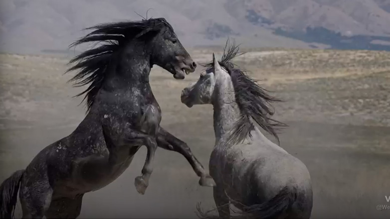 Άγρια άλογα σε μονομαχία