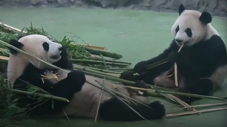 Δύο αρκούδες πάντα σε θέση άμυνας