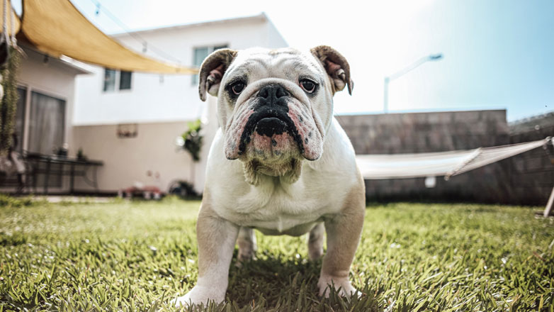 Ολλανδία: Πρόστιμο 3.000 ευρώ σε εκτροφέα σκύλων επειδή τα μπουλντόγκ του είχαν υπερβολικά πλακουτσωτή μύτη