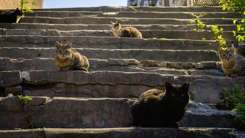 Η Αυστραλία «κηρύσσει πόλεμο» στις γάτες της