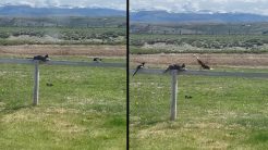 Καρακάξες πειράζουν μια γάτα