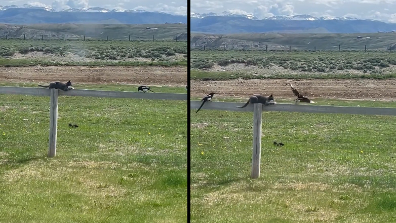 Καρακάξες πειράζουν μια γάτα