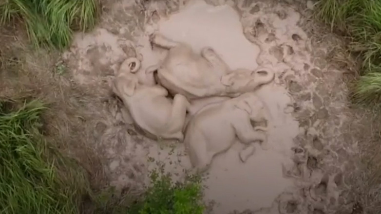 Μωρά ελέφαντες παίζουν στη λάσπη