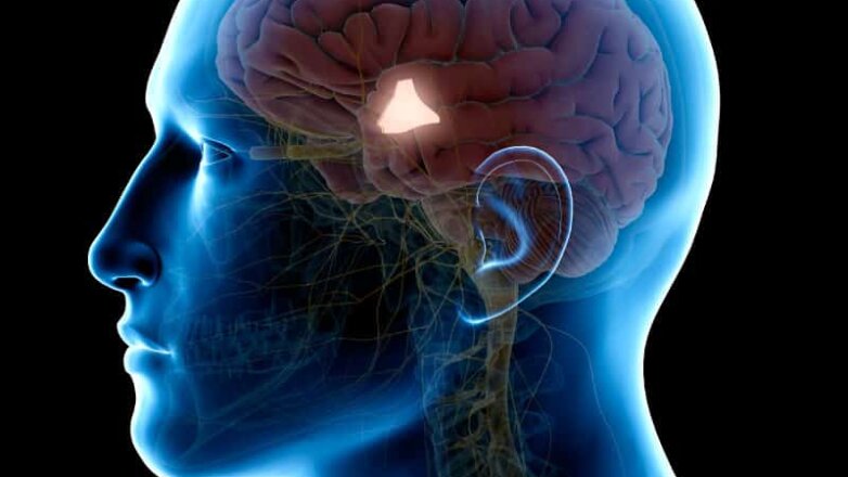 Ο εγκέφαλος ελέγχει την ισορροπία των βιταμινών στο σώμα