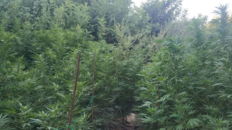 Χανιά: Φυτεία με 1030 δενδρύλλια κάνναβης εντόπισε η ΕΛ.ΑΣ στην περιοχή των Σφακίων