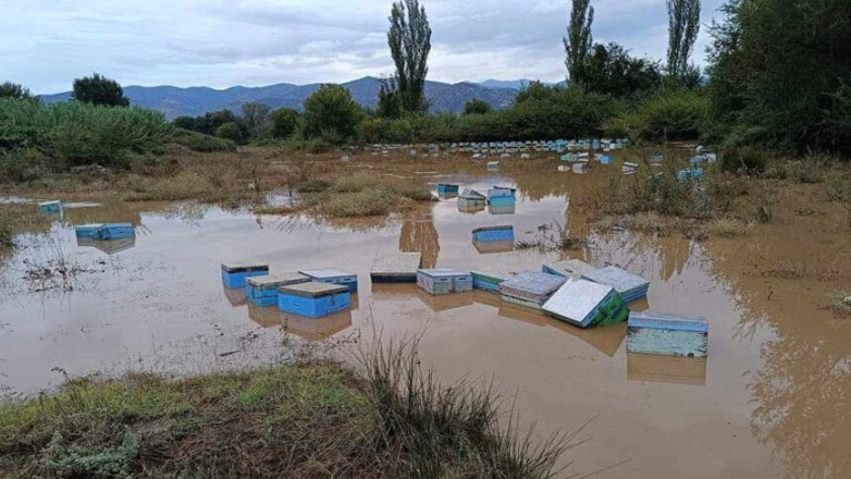 Απώλειες σε χιλιάδες μελίσσια της Θεσσαλίας από τις καταστροφικές πλημμύρες