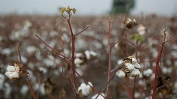 Καταστροφές στο 70% στη βαμβακοκαλλιέργεια στη Θεσσαλία