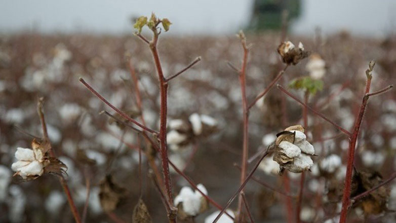 Καταστροφές στο 70% στη βαμβακοκαλλιέργεια στη Θεσσαλία
