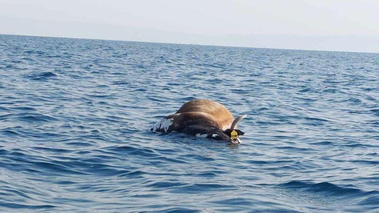 Κουφάρι αγελάδας από την Θεσσαλία επιπλέει ανοικτά της Θεσσαλονίκης