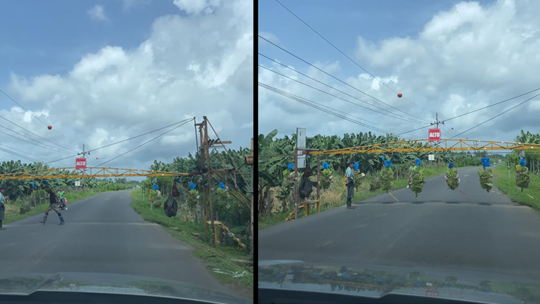 Διακοπή κυκλοφορίας για να περάσουν μπανάνες το δρόμο