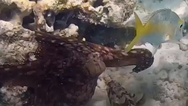 Νευριασμένο χταπόδι χτυπά ένα ψάρι