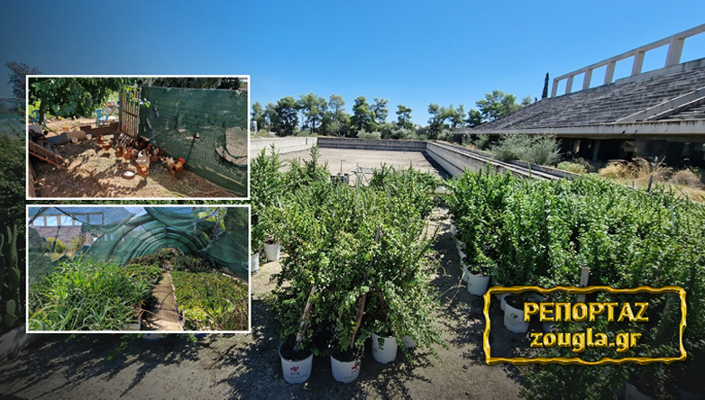 Κοτέτσια και μποστάνια το δημοτικό κολυμβητήριο Ελευσίνας