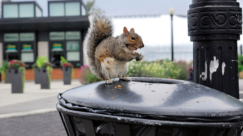 Γιατί κάποια ζώα ευδοκιμούν στις πόλεις;