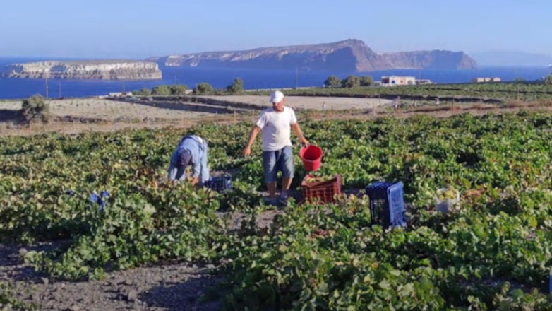 Στο 30% του ετήσιου μέσου όρου η παραγωγή σταφυλιών στη Σαντορίνη