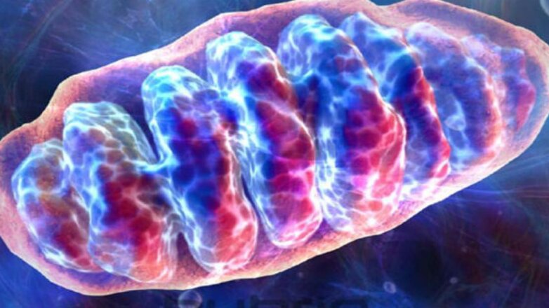 Το ώριμο σπέρμα δεν έχει άθικτο μιτοχονδριακό DNA