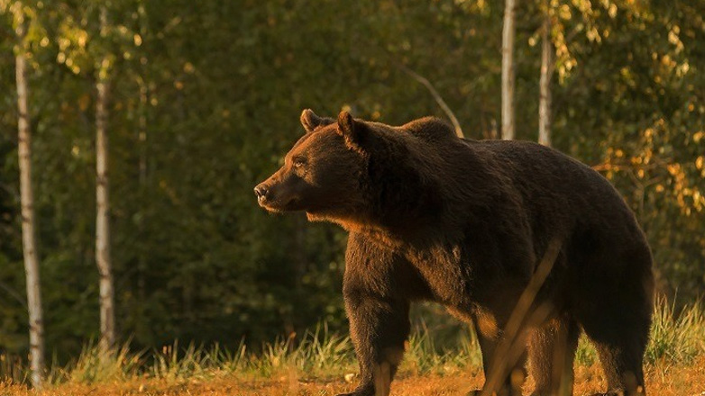 Φθιώτιδα: Αρκούδα επιτέθηκε και τραυμάτισε 63χρονο βοσκό στη Μακρακώμη