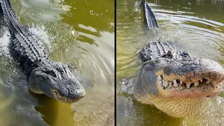 O βρυχηθμός ενός κροκόδειλου