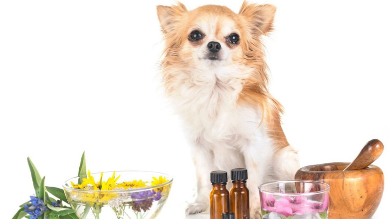 Πώς βοηθάει τον σκύλο το λάδι από μαύρο κύμινο