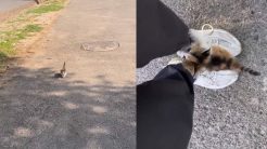 Γυναίκα κινηματογράφησε την ημέρα που υιοθέτησε μια γάτα