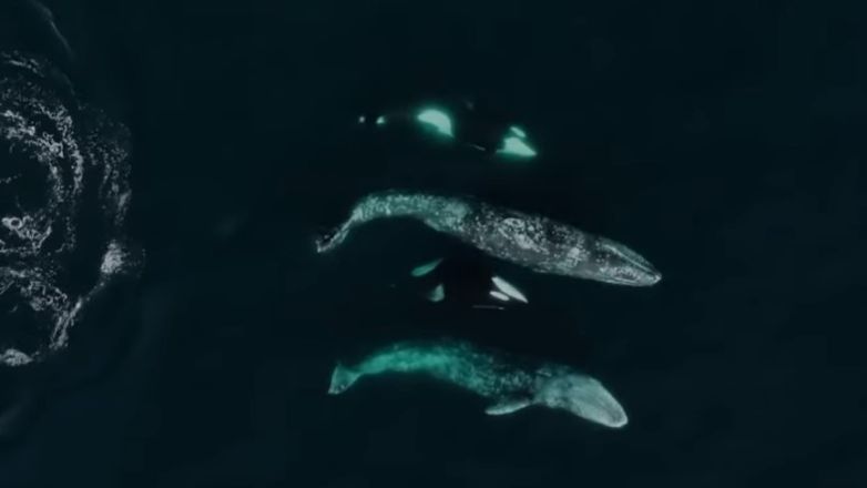 Όρκες εναντίον φαλαινών – Απίστευτο βίντεο